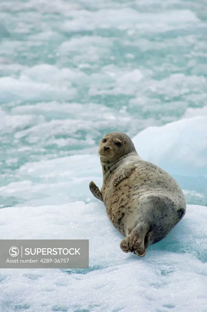 Seal Rests On Ice Bergs In Tracy Arm Near Sawyer Glacier In Southeast Alaska Near Juneau