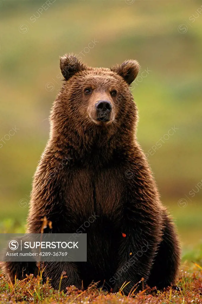 Grizzly Bear Near Hwy Pass Denali Natl Park Interior Ak Summer Portrait