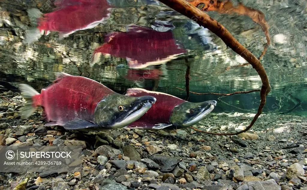 Underwater View Of Male Sockeye Salmon On Spawning Grounds, Power Creek, Prince William Sound, Copper River Delta, Southcentral Alaska