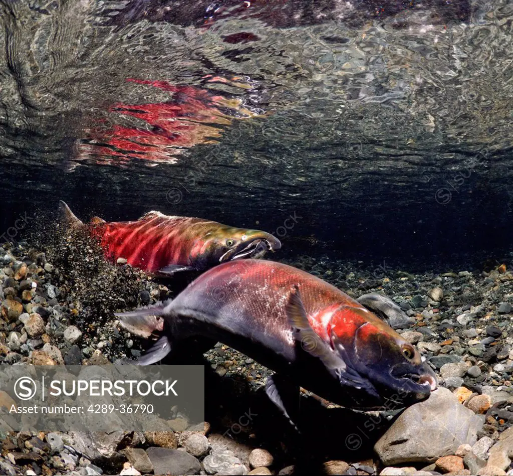 Underwater View Of A Female Coho Salmon Excavating A Redd, Power Creek, Copper River Delta, Prince William Sound, Southcentral Alaska