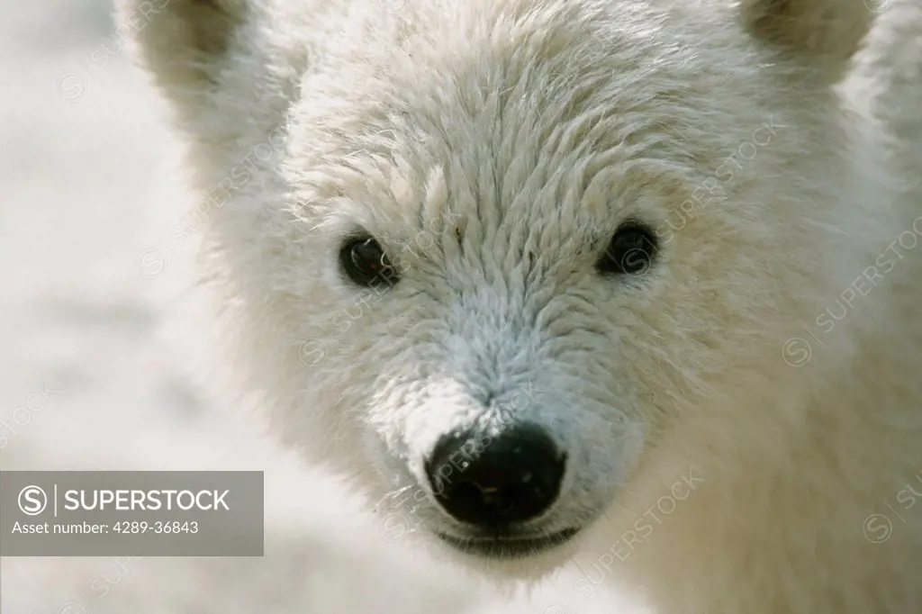 Close Up Portrait Of Polar Bear Cub Ak Winter Captive