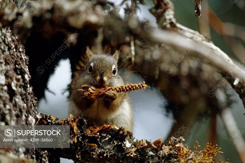 Portrait Of Red Squirrel In Spruce Tree Kp Ak Summer Seldovia