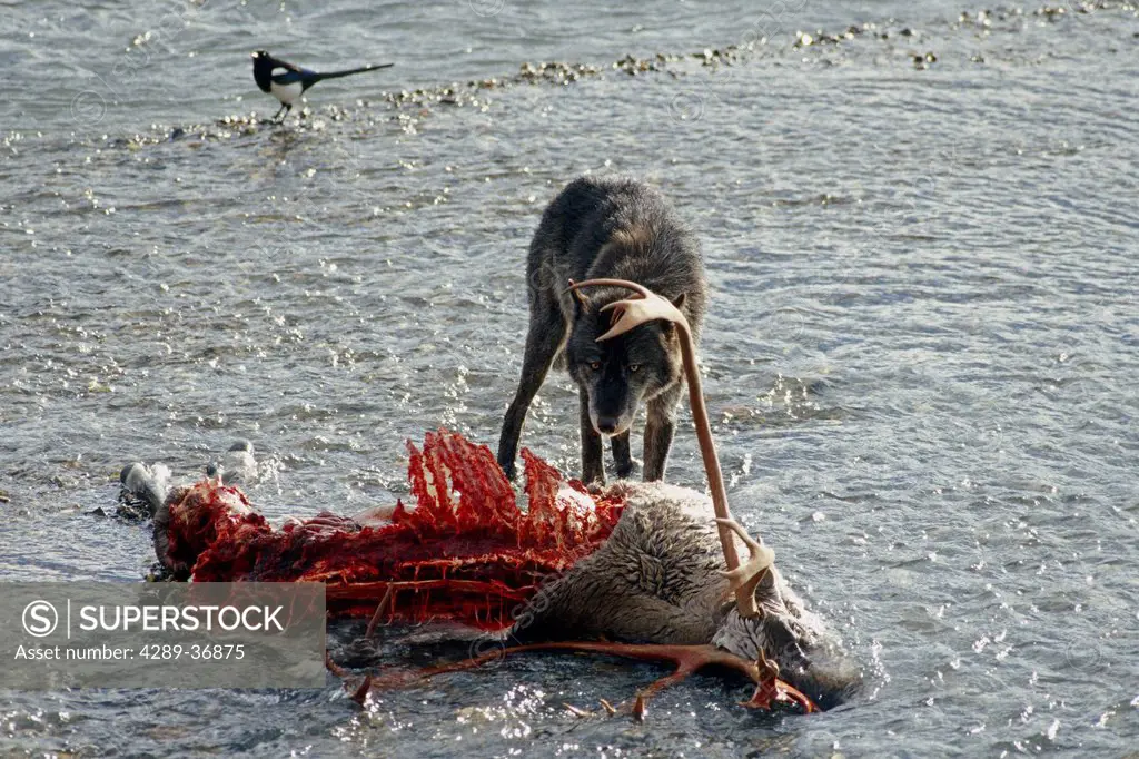 Wolf On Caribou Carcass E.Toklat River Denali Np Ak In Autumn
