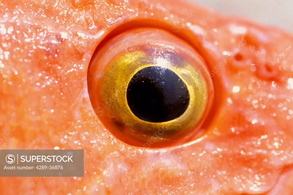 Detail Of Yellow Eyed Red Snapper Alaska