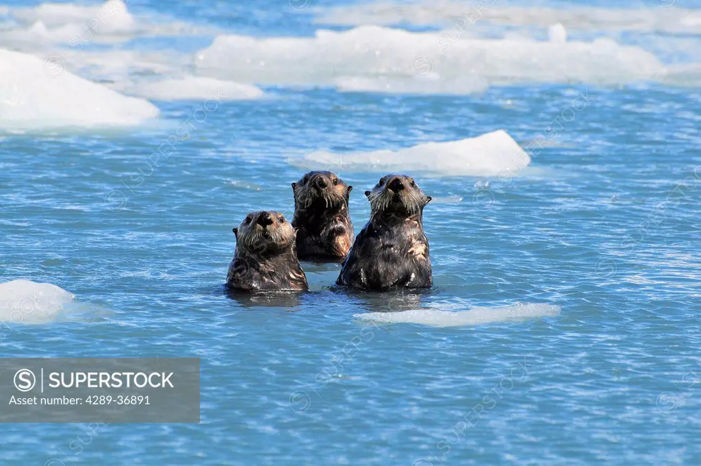 Sea Otters Swim In An Ice Floe At Yale Glacier In Prince William Sound, Southcentral Alaska, Summer