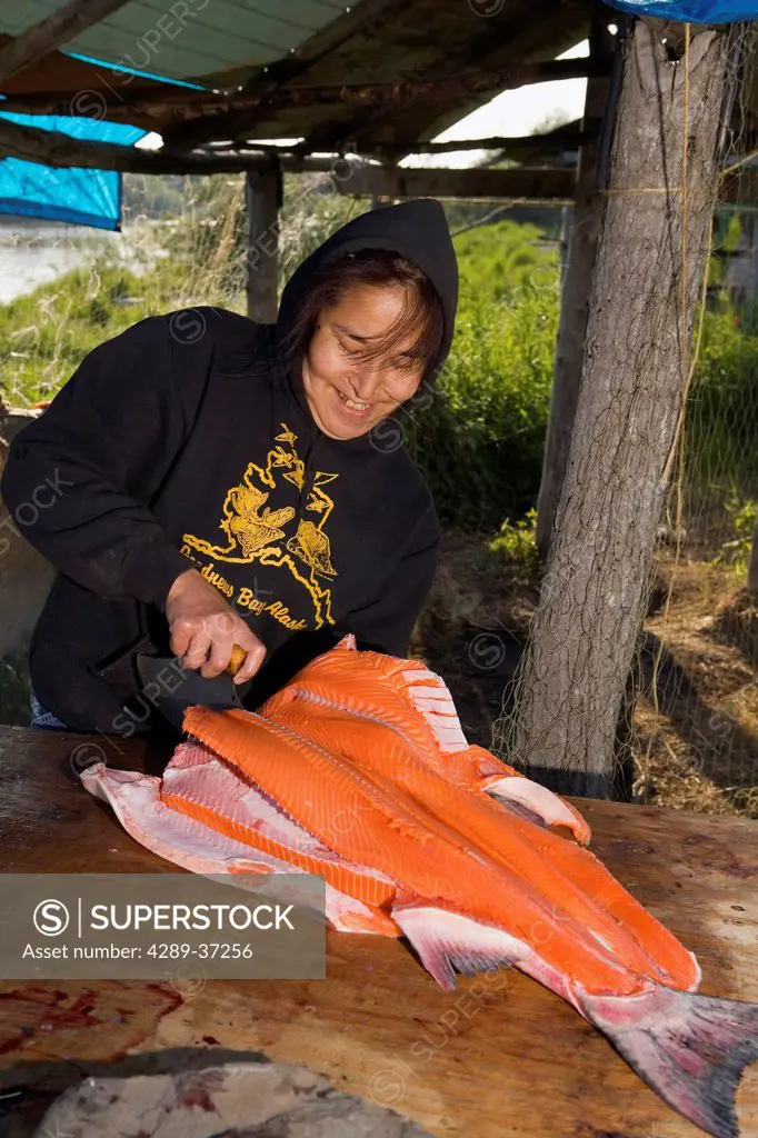 Yupik Woman & Daughter Processing Salmon @ Fish Camp For Drying/Smoking Process Tuluksak We Alaska