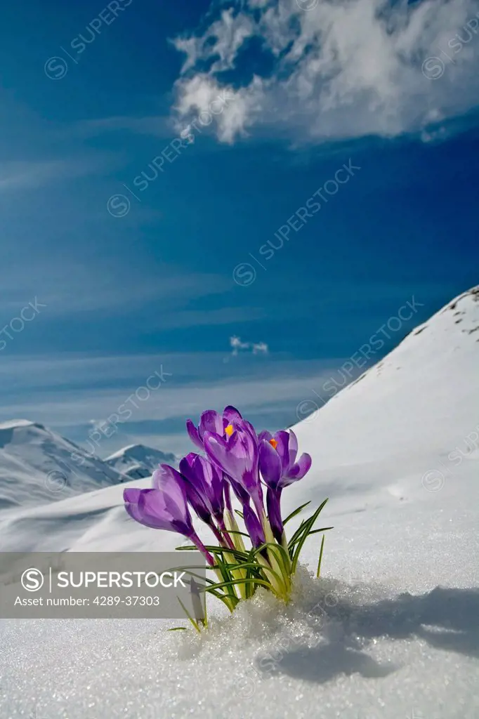 Crocus Flower Peeking Up Through The Snow During Spring In Southcentral Alaska.