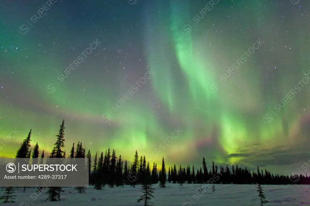 View Of Northern Lights And Spruce Trees In Broad Pass, Southcentral Alaska, Winter