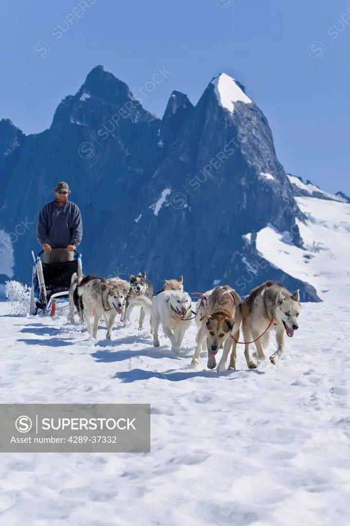 Man Running Sled Dog Team On The Juneau Ice Field./Nthe Granite Spires Of Mendenhall Towers Can Been Seen In The Distance. Summer In Southeast Alaska.