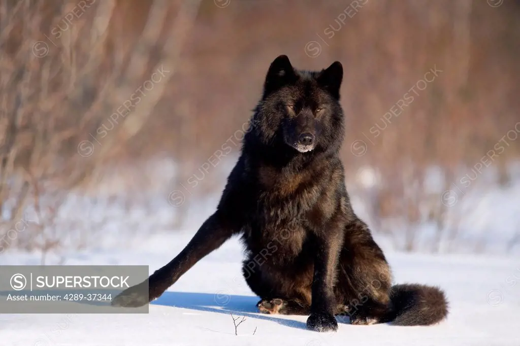 Archipelago Wolf In Black Color Phase On Snow Field Southeast Alaska Winter Tongass Nat Forest