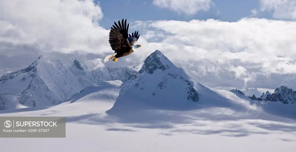 Bald Eagle Flying Above Glacier Covered Mountains Near Juneau. Summer In Southeast Alaska. Composite.