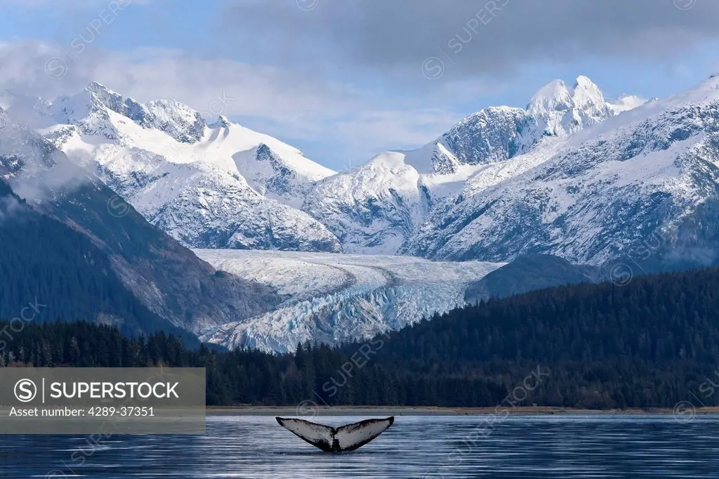 The Fluke Of A Humpback Whale Emerges Briefly From The Water Near Herbert Glacier. Summer In Southeast Alaska. Composite.