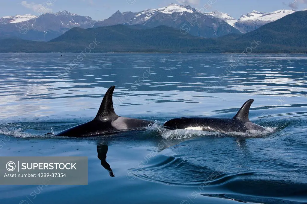 Pod Of Orca Whales Surfacing In Lynn Canal With The Coastal Range In The Background In Southeast Alaska