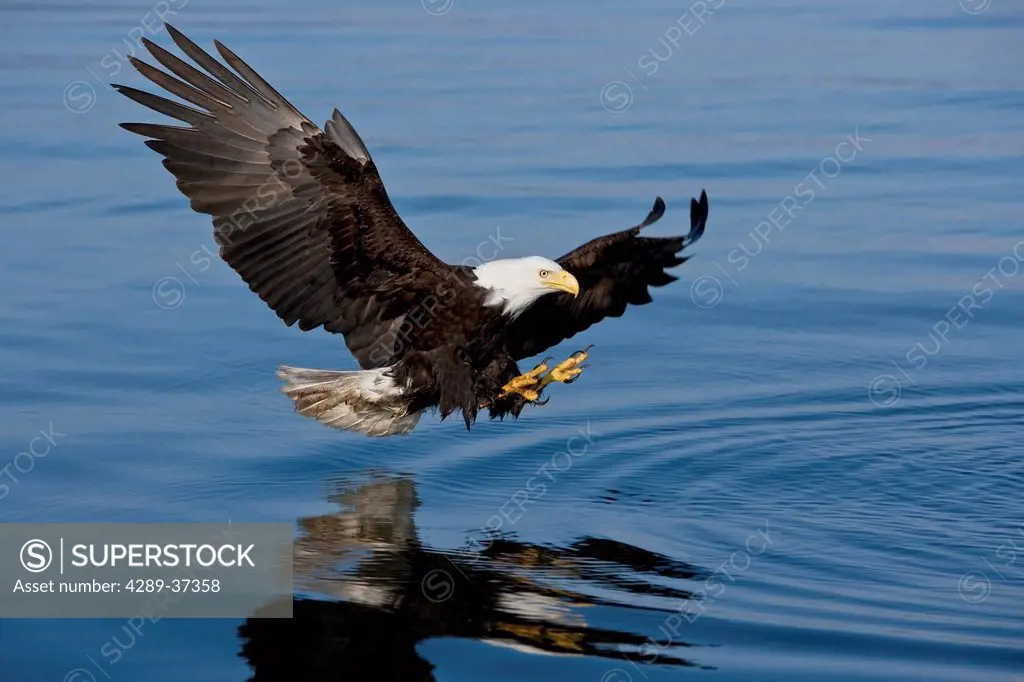 Bald Eagle Swoops Down In Search Of Fish. Summer In Southeast Alaska.