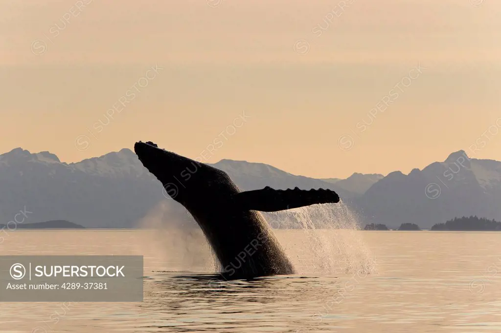 A Humpback Whale Breaches From The Calm Waters Of Frederick Sound At Sunset With Admiralty Island In The Distance, Tongass National Forest, Inside Pas...