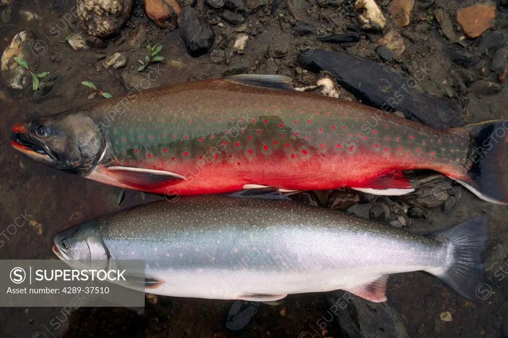 Comparison Shot Of Dolly Varden Both Spawning Colors And Fresh From Sea Ar Ak
