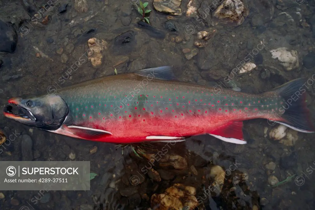 View Of Freshly Caught Male Dolly Varden Spawning Colors Ar Ak