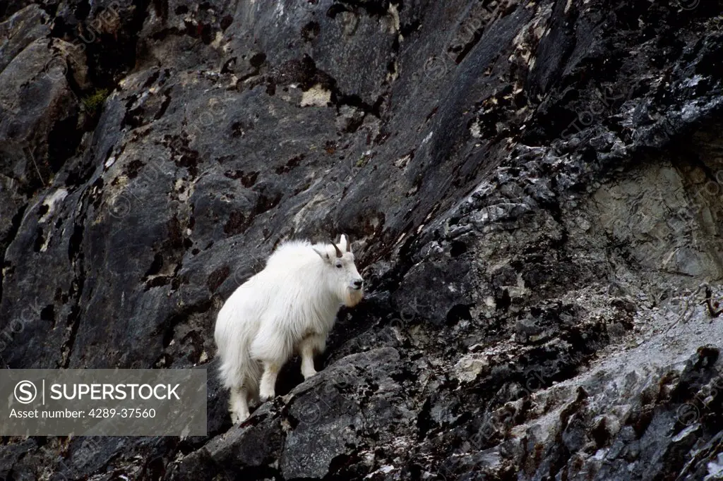 Mountain Goat Stands On Gloomy Knob Outcrop In Glacier Bay National Park In Southeast Alaska