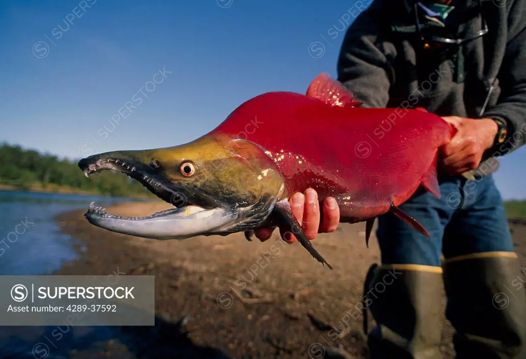 Person Holding Sockeye Salmon Nushagak River Sw Ak Summer Close-Up
