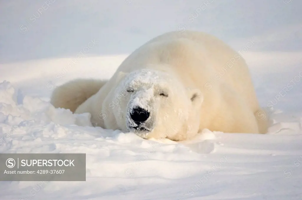 Polar Bear Laying In Snow At Churchill, Manitoba, Canada.