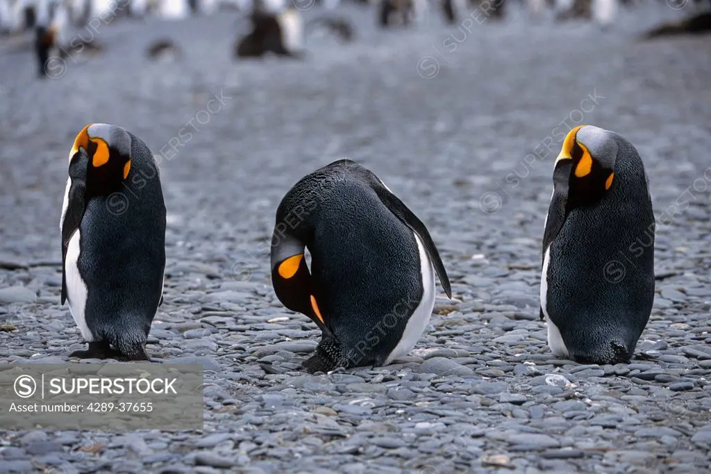 King Penguins Sleeping & Waking From Nap South Georgia Island Antarctic