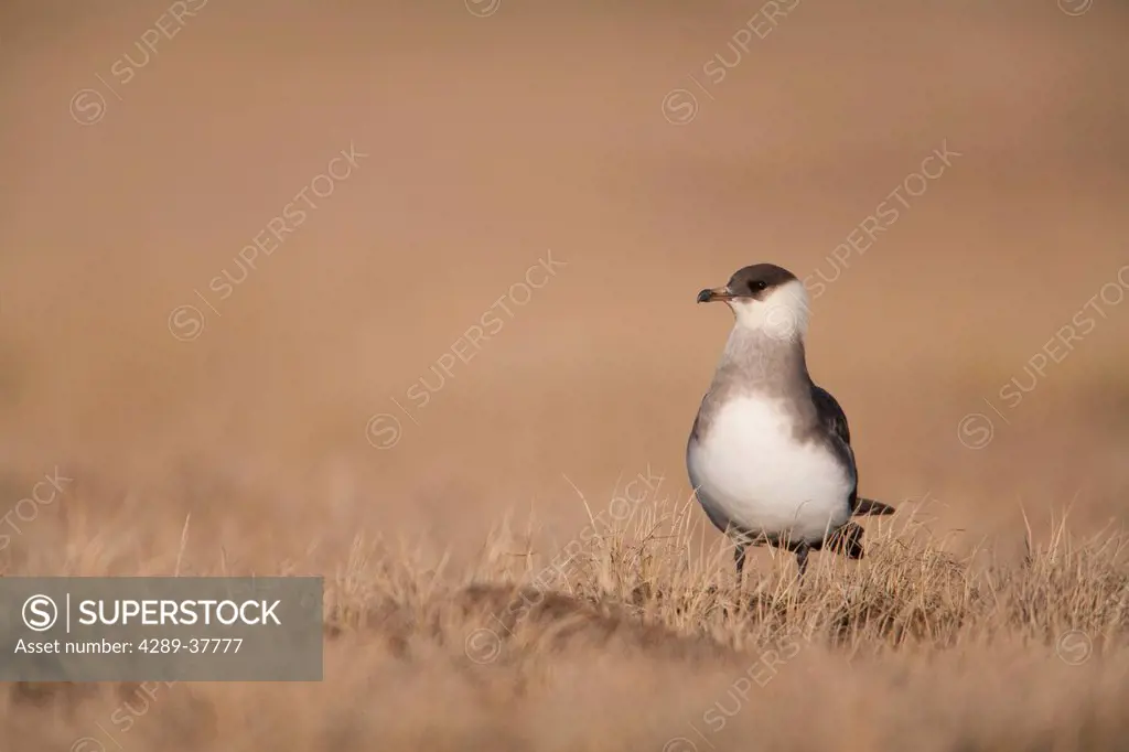 Parasitic Jaeger In Its Light Phase Standing On Tundra In Early Summer, Arctic Coastal Plain, National Petroleum Reserve, Barrow, Arctic, Alaska