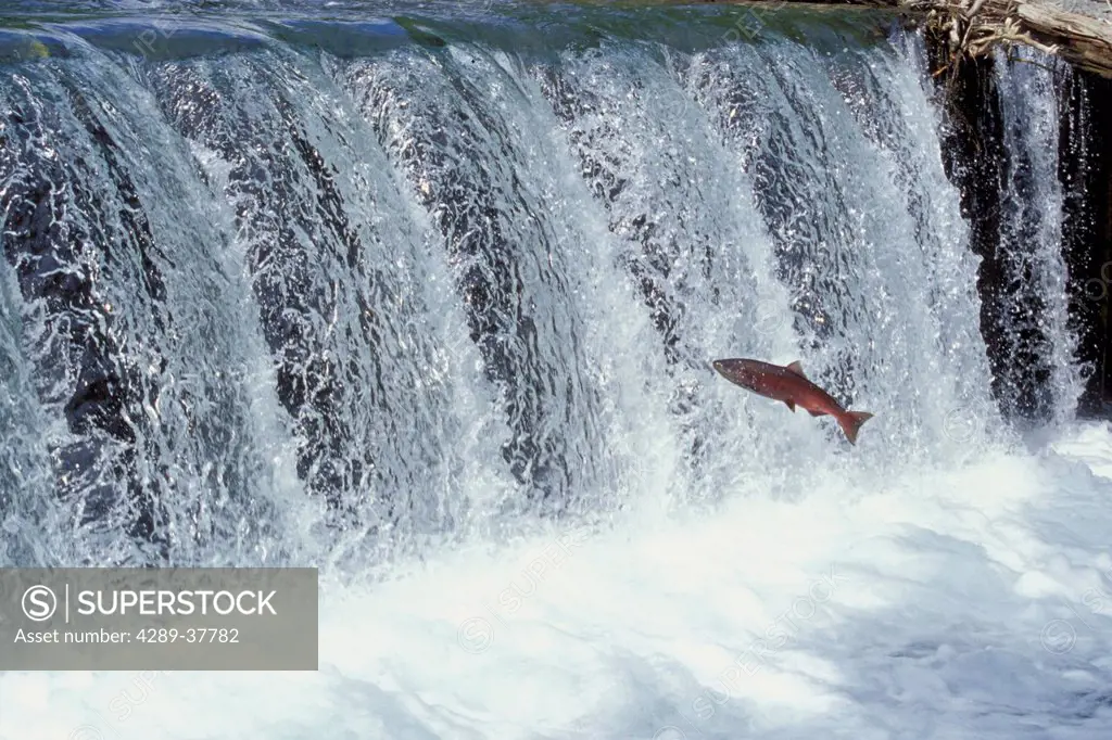 King Salmon Jumps Falls @ Ship Creek Sc Ak Anchorage Summer