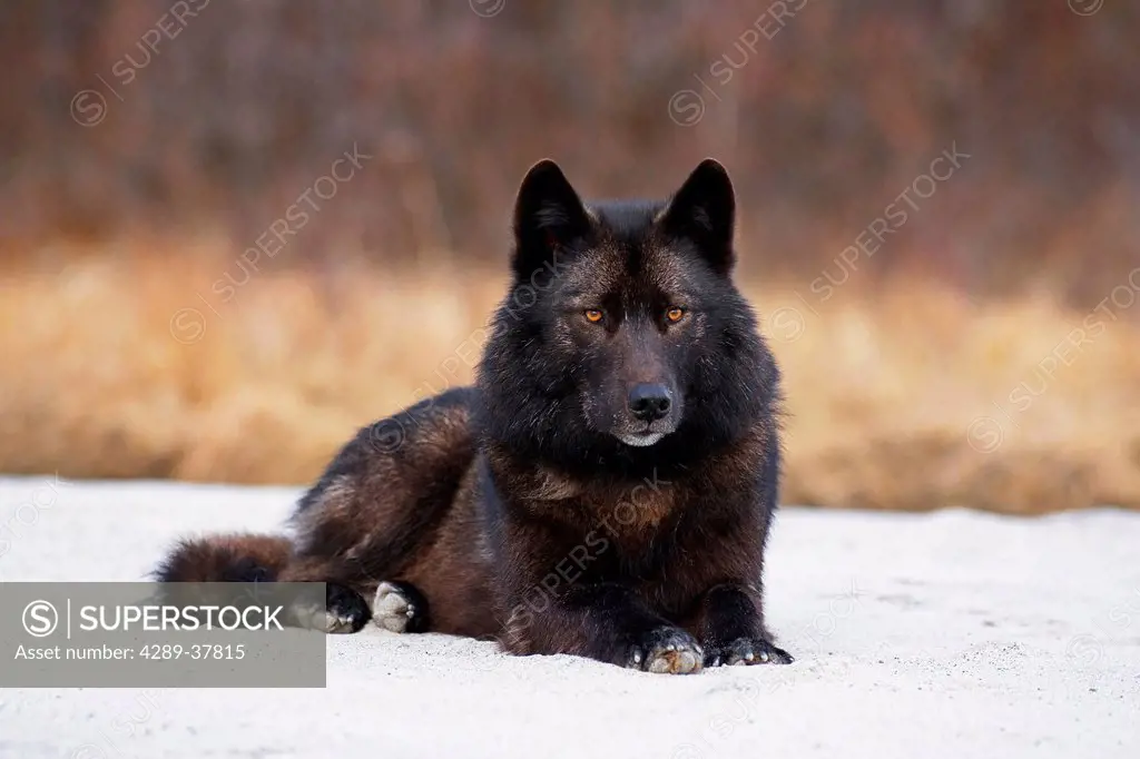 Archipelago Wolf In Black Color Phase Laying On Snow Field Southeast Alaska Winter Tongass Nat Forest