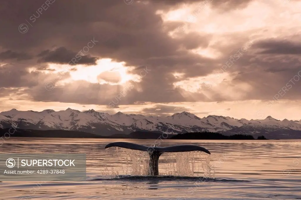 The Fluke Of A Humpback Whale Rises Out Of The Water As It Swims Toward The Setting Sun. Summer In Southeast Alaska.