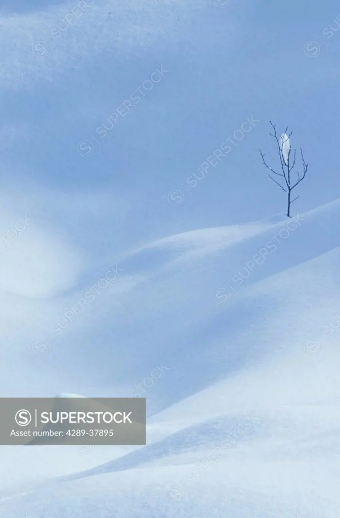 Snow Drifts & Small Solitary Tree Winter Landscape Sc Ak