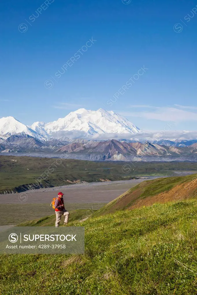 A Senior Male Hiker Walks Up A Mountain Slope On The Tundra With Mt. Mckinley And The Thorofare River In The Background In Denali National Park; Alask...