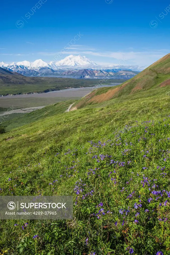 Scenic View Of Mount Mckinley (Denali) And Thorofare River From Mount Eielson With A Foreground Of Wildflowers (Geraniums); Alaska United States Of Am...