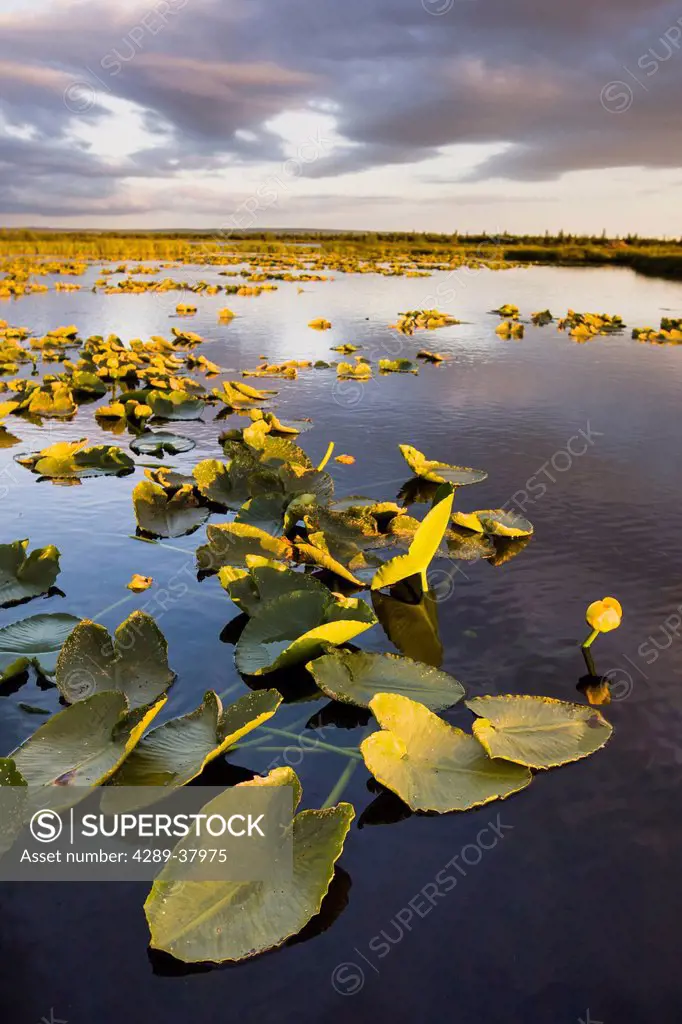 Lily Pads Glow At Sunset As The Clouds Reflect In The Tranquil Water Of A Pond In The Bristol Bay Watershed Near The Kvichak River; Bristol Bay Alaska...