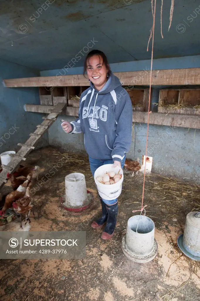 A Young Woman Collects Eggs In A Chicken Coop; Bristol Bay Alaska United States Of America