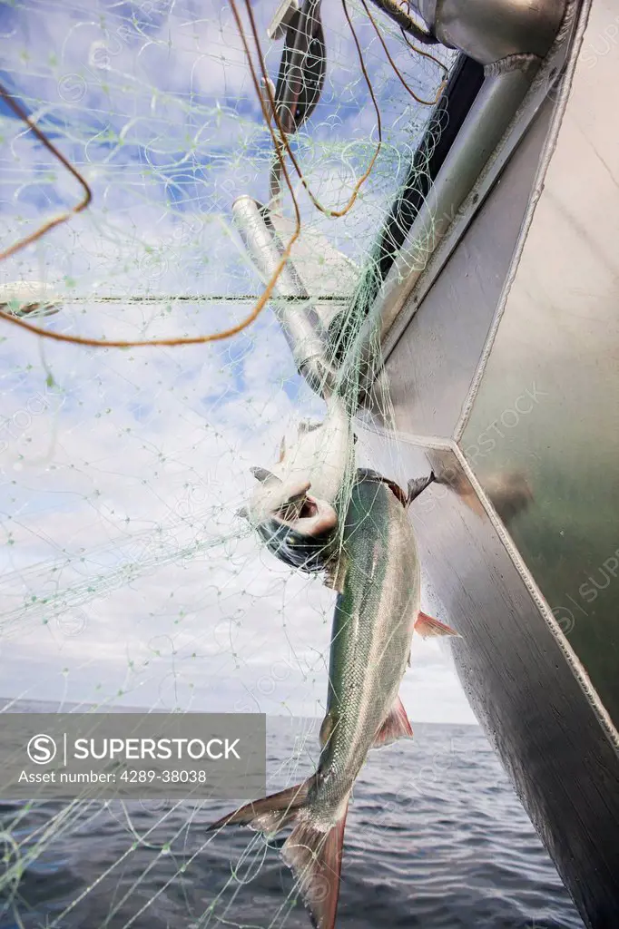 A View From The Water Side Of The Bow As Two Sockeye Salmon Caught In A Gillnet Are Pulled Aboard A Commercial Fishing Boat Copper River Flats; Cordov...