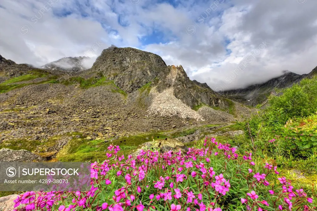 Dwarf Fireweed Blooms With The Talkeetna Mountains In Archangel Valley Hatcher Pass Southcentral Alaska; Alaska United States Of America