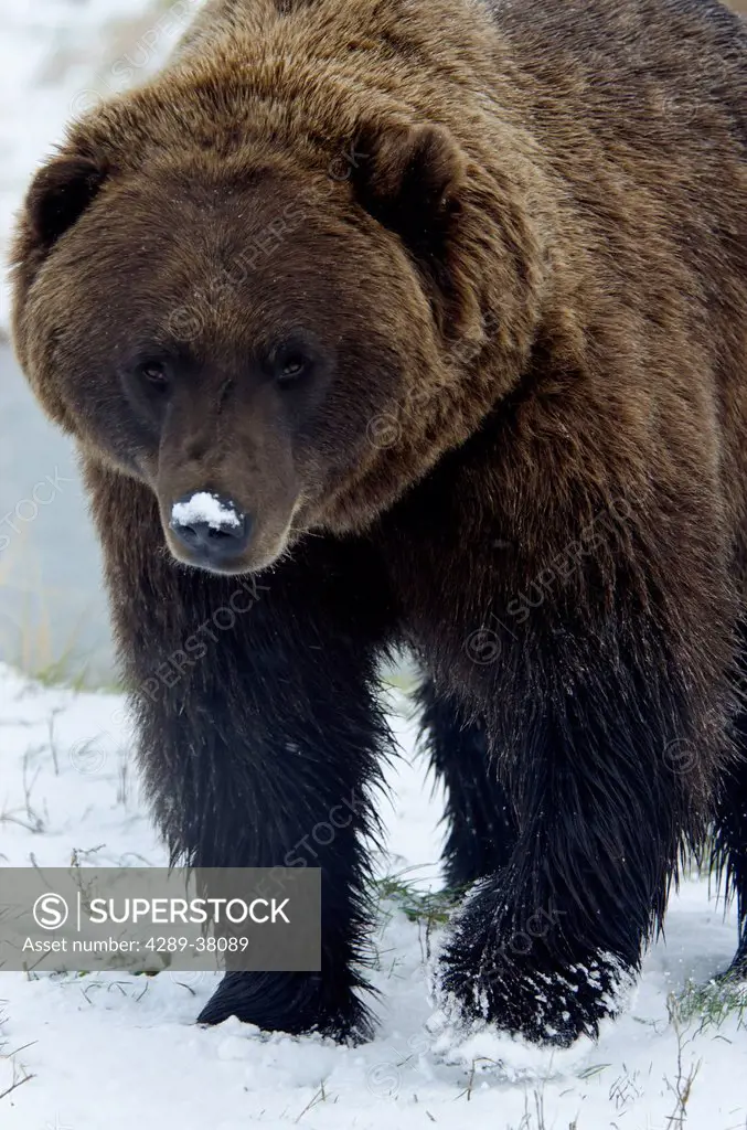 Brown bear (ursus arctos) walking with snow on it's nose; alaska united states of america
