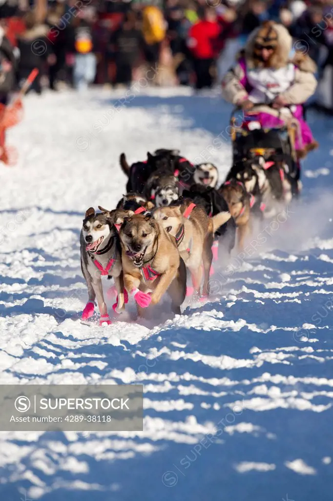 DeeDee Jonrowe leaves the chute on Willow Lake during the restart of the 2012 Iditarod Race, Southcentral Alaska, Winter