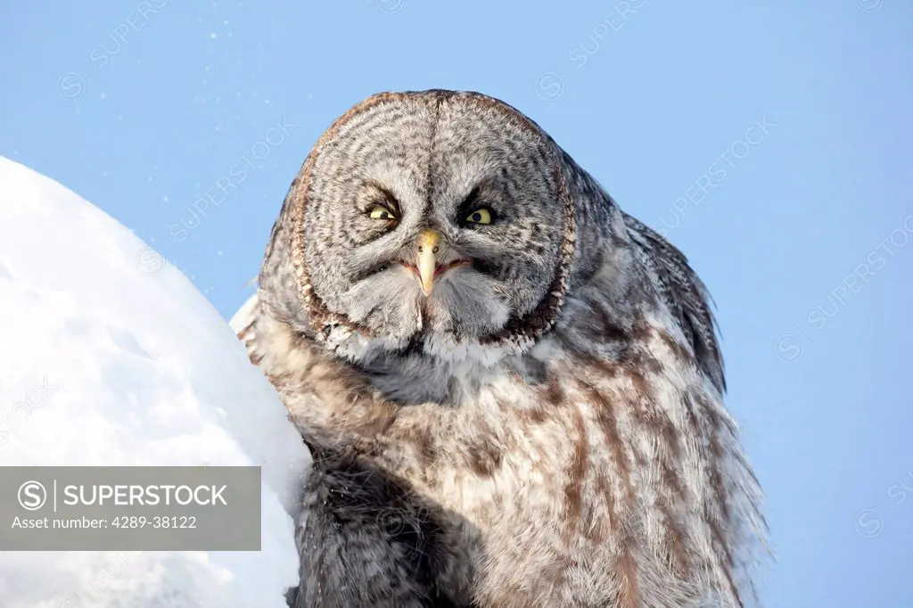Great Gray Owl sits alert next to snowbank, Anchorage, Southcentral Alaska, Winter