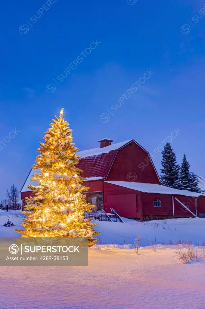 Lit christmas tree in a snow covered field standing in front of a vintage red barn at dusk with chugach mountains;Palmer alaska usa