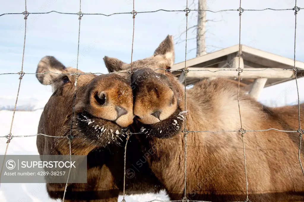 CAPTIVE: Pair of youg bull moose stand next to a fence waiting to be fed, Alaska Wildlife Conservation Center, Southcentral Alaska, Winter