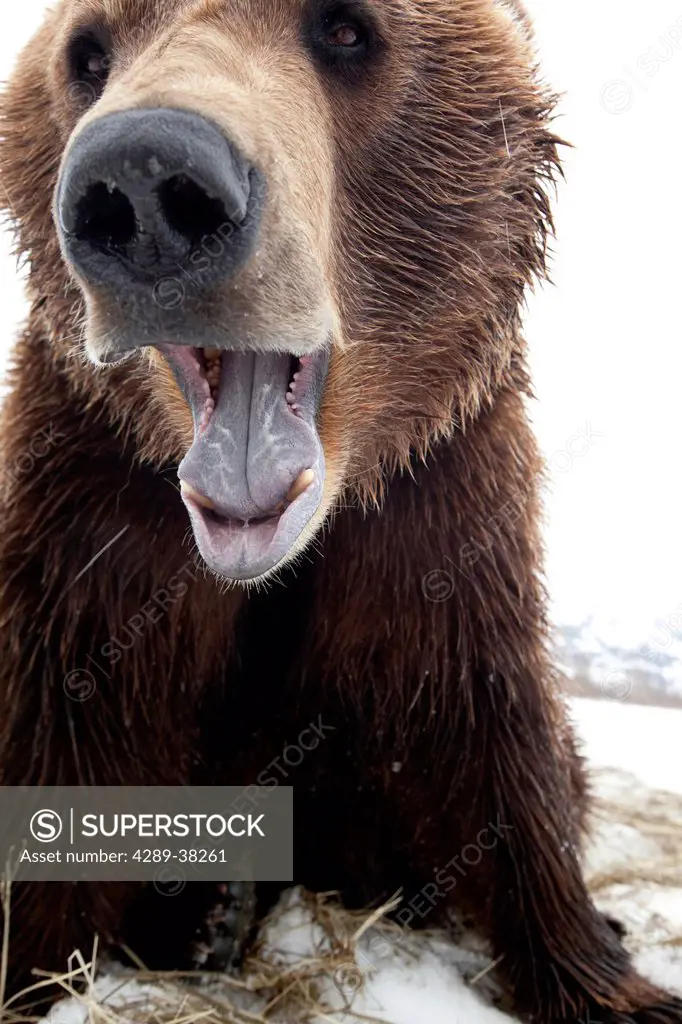 CAPTIVE: Close up of a Brown Bear with mouth open, Alaska Wildlife Conservation Center, Southcentral Alaska, Spring