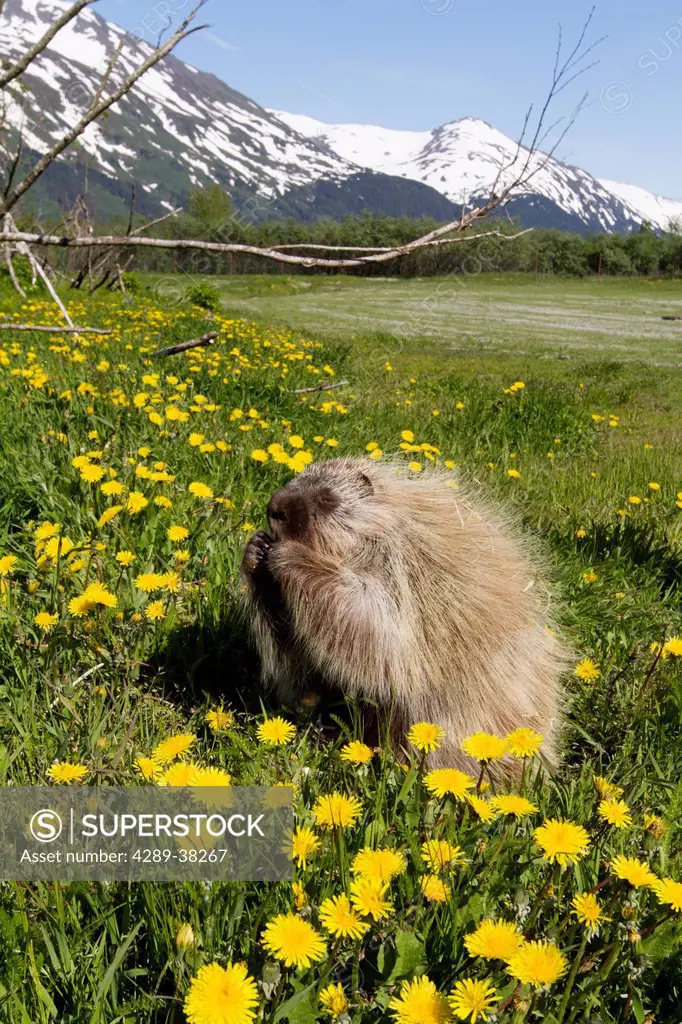 CAPTIVE: Porcupine feeding on dandelions on a sunny summer day, Alaska Wildlife Conservation Center, Southcentral Alaska, Summer