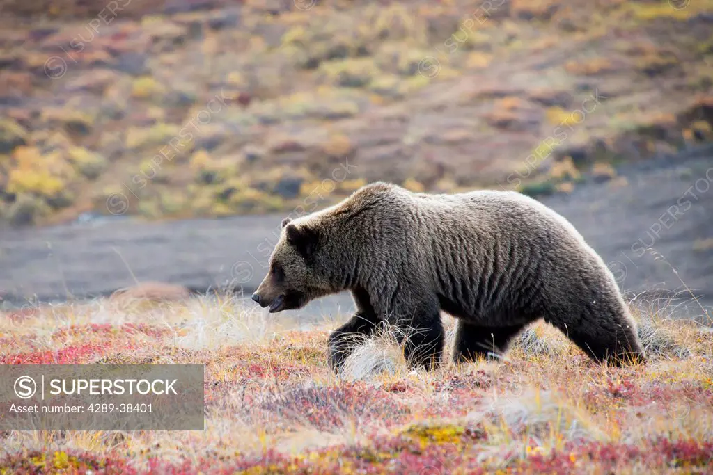 Brown Bear (Ursus Arctos) Walks Along With Fall Colors In Denali National Park;Alaska United States Of America