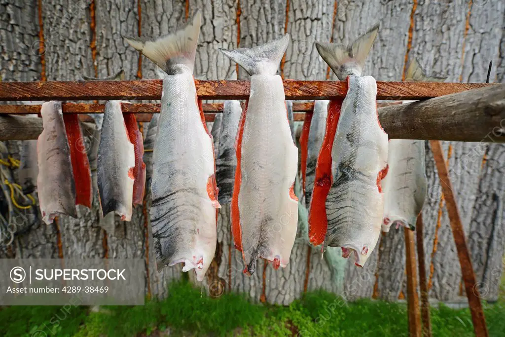 Red (Sockeye) Salmon (Oncorhynchus Nerka) Hangs To Dry At A Fish Camp On Six Mile Lake Near Nondalton Alaska Adjacent To Lake Clark National Park And ...