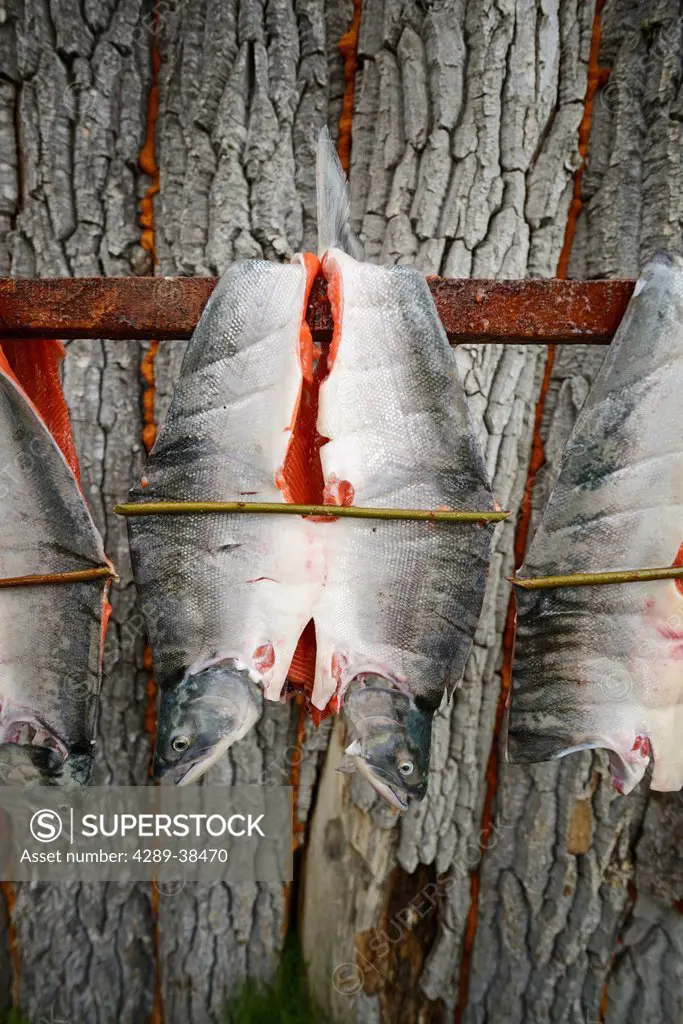 Red (Sockeye) Salmon (Oncorhynchus Nerka) Filleted In The Old Style With A Spreader Stick Hangs To Dry At A Fish Camp On Six Mile Lake Near Nondalton ...