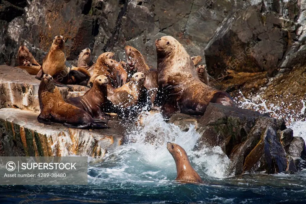 A Group Of Steller Sea Lions (Eumetopias Jubatus) Observed During Eco Tour Trip Hauled Out On A Rocky Rookery Near Long Island With Surf Crashing Agai...