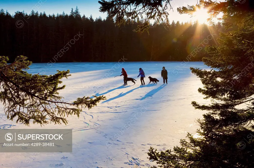 People Walking Dogs And Skating Together On A Frozen Lake In Fort Abercrombie State Historical Park As Late Afternoon Sun Shines Through Sitka Spruce ...