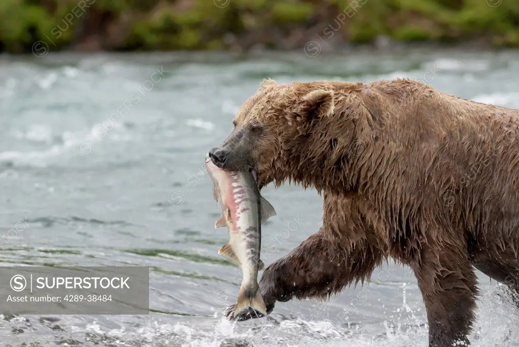 Brown Bear (Ursus Arctos) Holding Chum Salmon (Oncorhynchus Keta) In It's Mouth In Mcneil River State Game Sanctuary;Alaska United States Of America