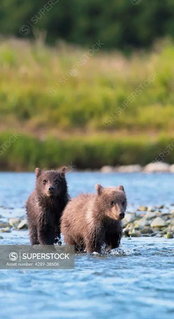 Brown Bear cubs fishing for salmon in Mikfik Creek, McNeil River State Game Sanctuary, Southwest Alaska, Summer